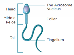 Semen Analysis Fakih IVF Dubai Abu Dhabi Al Ain UAE